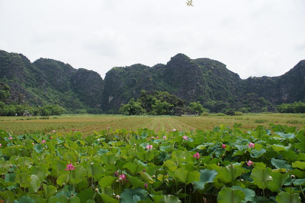 Hoalu Ecolodge Homestay Ninh Binh Exterior foto